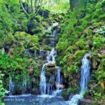 Um olhar…. pelo Bussaco