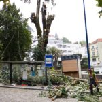 Corte da tília, no Luso, aconteceu esta manhã