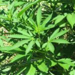 Cantanhede “recebe” investimento de milhões para produção de cannabis medicinal