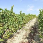 Candidatura da Bairrada a Cidade Europeia do Vinho 2018 apresentada a 27 de novembro