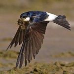 Devolução à natureza de «andorinhas dos beirais», hoje, na FESTAME