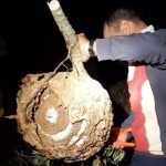 Cantanhede em combate intenso à vespa asiática