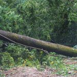 Limpeza “musculada” no Bussaco, depois da Leslie, começa dentro de dias