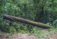 Limpeza “musculada” no Bussaco, depois da Leslie, começa dentro de dias