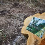 Leslie derrubou mil árvores no Bussaco. Em 2019 serão plantadas 35 mil.