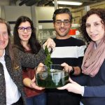 Alfaces-do-mar removem metais pesados de águas contaminadas