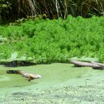 CDU alerta para a poluição do rio Cértima e quer medidas para a Pateira de Fermentelos