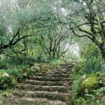 Visita guiada à “floresta encantada” este sábado