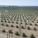 Tilray® aumenta exportação com cultivo de canábis medicinal no Alentejo