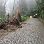 Mata do Bussaco encerrada por razões de segurança
