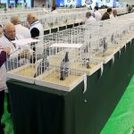 Exposição Nacional Columbofilia apoia Bombeiros de Anadia