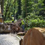 Secretário de Estado das Florestas visitou trabalhos de recuperação na Mata do Bussaco
