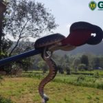 Captura de répteis em Albergaria-a-Velha e Sangalhos