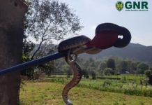 Captura de répteis em Albergaria-a-Velha e Sangalhos