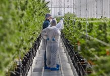 Tilray® obtém a certificação de Boas Práticas de Produção no campus em Cantanhede