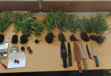 GNR apreende plantas de cannabis numa residência em Sangalhos