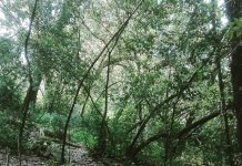 “Villa + Verde” precisa de jovens para tarefas digitais
