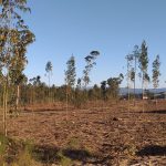 Plano Municipal de Defesa da Floresta de Oliveira do Bairro está em consulta pública