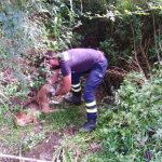 Bombeiros da Mealhada resgatam cadela de riacho no Travasso