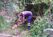 Bombeiros da Mealhada resgatam cadela de riacho no Travasso