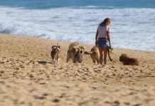 Covid-19: Portugueses querem que seja revista a legislação para animais