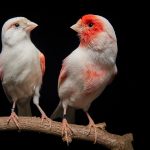 Descoberta de gene responsável pelo dimorfismo sexual em aves é capa da revista Science