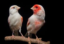 Descoberta de gene responsável pelo dimorfismo sexual em aves é capa da revista Science