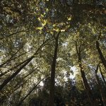 Vigilância móvel da floresta no concelho de Anadia avança em julho