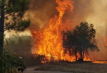 Identificados, em Cantanhede, por incêndio florestal