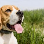 Vacinação antirrábica e identificação eletrónica de cães no concelho de Anadia