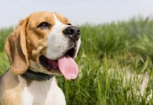 Vacinação antirrábica e identificação eletrónica de cães no concelho de Anadia