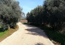 Município de Anadia arranja caminhos agrícolas