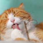 Apenas 40% dos gatos fazem consultas periódicas no médico veterinário