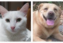Campanha de esterilização em Anadia