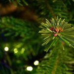 Câmara de Águeda oferece pinheiros naturais de Natal resultantes de desbaste controlado