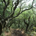 Fundo Ambiental aprova 300 mil euros para «mão cheia» de projetos no Bussaco