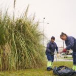 Mealhada avança com controlo de invasora “erva-das-pampas” em espaços públicos