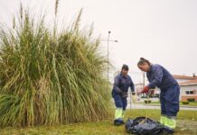 Mealhada avança com controlo de invasora “erva-das-pampas” em espaços públicos