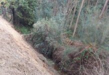 Limpeza de caminhos florestais na Mealhada, Luso e Vacariça está em curso