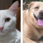 Campanha de esterilização de animais de companhia, em Anadia, até final de abril