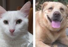 Campanha de esterilização de animais de companhia, em Anadia, até final de abril