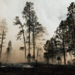 Homem detido indiciado por oito crimes de incêndio florestal na Mealhada e Cantanhede