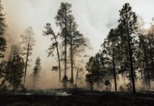 Homem detido indiciado por oito crimes de incêndio florestal na Mealhada e Cantanhede