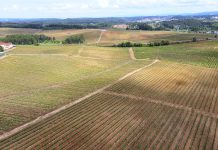 Mealhada assinala Dia Mundial do Enoturismo com inúmeras atividades