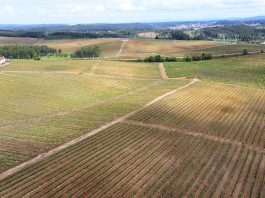 Mealhada assinala Dia Mundial do Enoturismo com inúmeras atividades