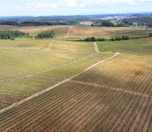 Mealhada assinala Dia Mundial do Enoturismo com inúmeras atividades