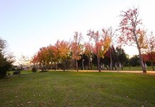 Mealhada assinala Semana da Floresta Autóctone até 21 de novembro