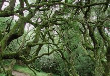Mata Nacional do Bussaco no lote das únicas quatro Florestas Terapêuticas do mundo