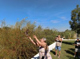 Mochos foram devolvidos à Natureza, na Mealhada, pelas mãos de quem os salvou