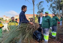 Mealhada mobiliza equipas e jovens voluntários para combater erva-das-pampas